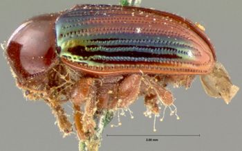 Media type: image; Entomology 20036   Aspect: habitus lateral view